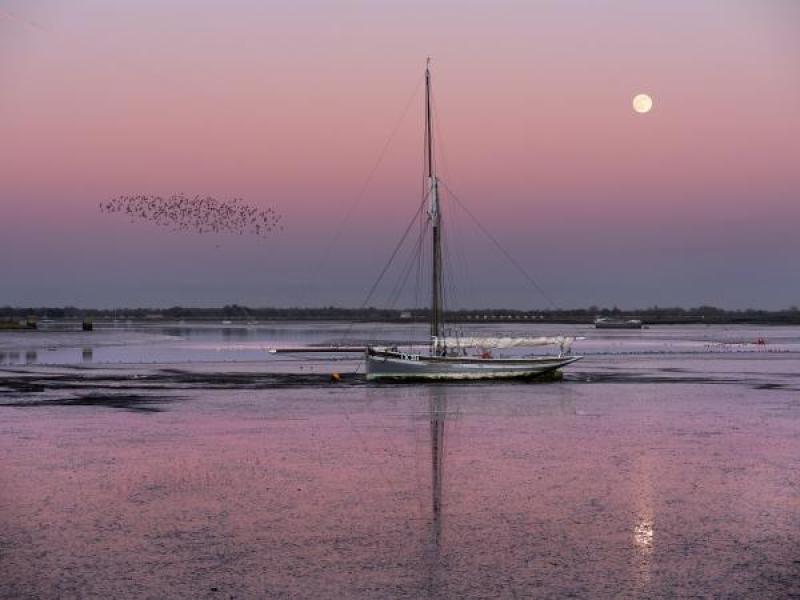 Sailboat on a still river with a pink sky, low moon, and murmuration of birds
