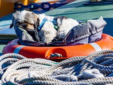 Gretas pooch Albert takes the first watch