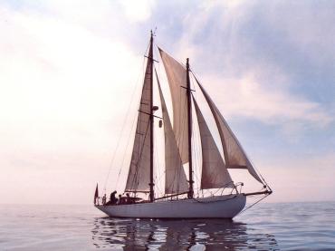 Greylag sailing