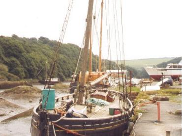 Hirta in poor condition at Gweek