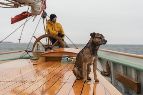Dog Watch