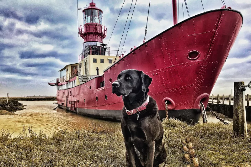 A black dog is sitting on the grass by a mooring chain of a lightship moored in the background.