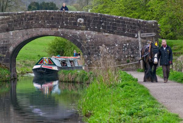 Chelsea pulling Birdswood through Lawn Bridge