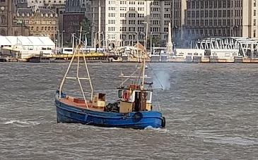 Manx beauty Mersey close up Sept 2019