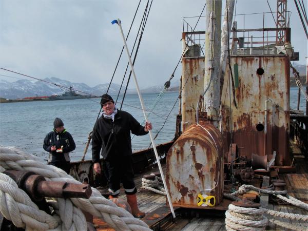 Viola in South Georgia 2