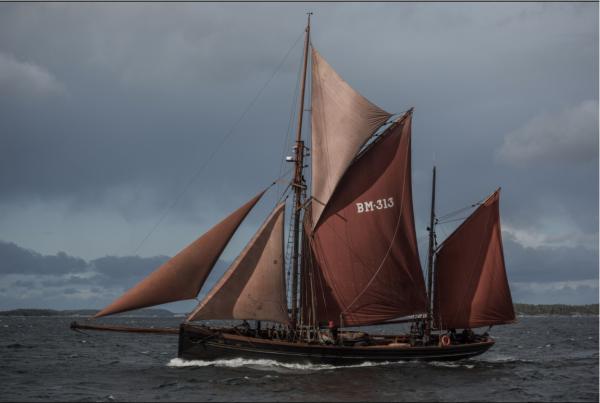 Deodar sailing in an autumn race