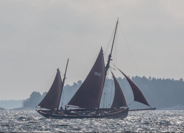 Deodar during autumn race in Stockholm archipelago