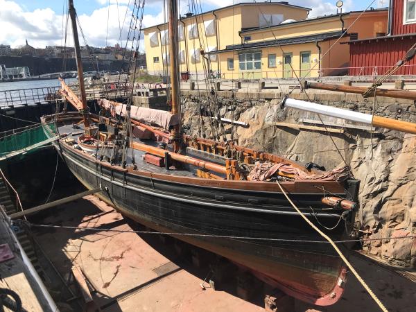 Deodar in dry dock