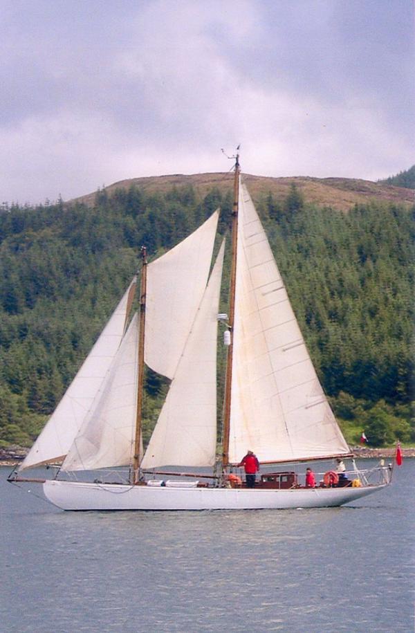 Greylag sailing