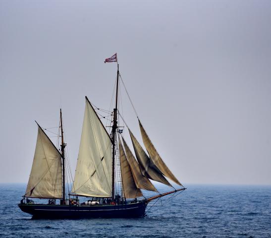 Looking graceful off Mevagissey