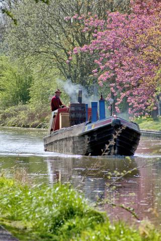 Clematis on the Shropshire Union Canal - 2022 Photo Comp entry