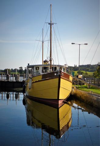 Wild Goose at Turf Lock, Dec 2022