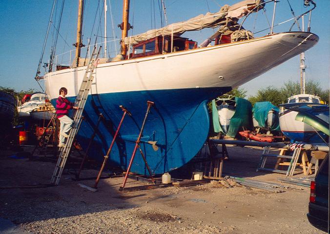 Greylag being worked on