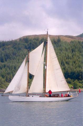 Greylag sailing