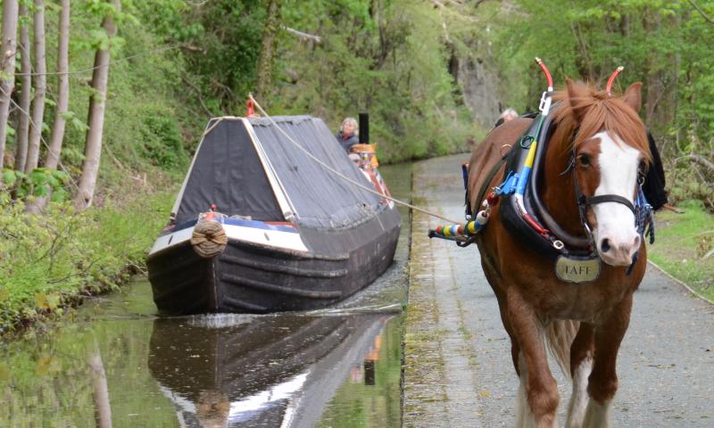 NHS-UK 2013 Photo Comp entry:Bob Jervis - Shroppie fly-boat SATURN horsedrawn on the Llangollen Canal 