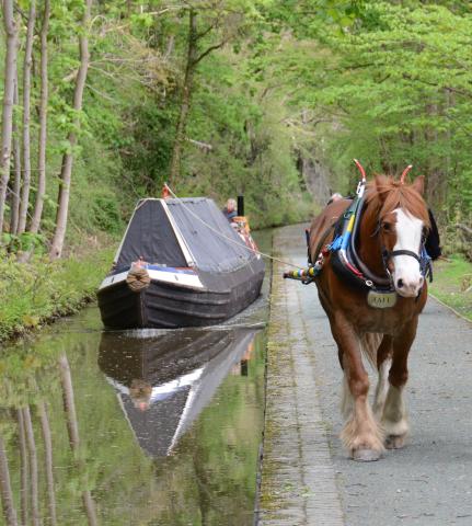 NHS-UK 2013 Photo Comp entry:Bob Jervis - Shroppie fly-boat SATURN horsedrawn on the Llangollen Canal 