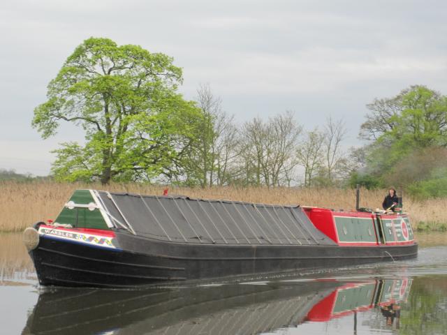 Warbler - in Tixall, Staffordshire, April 2011